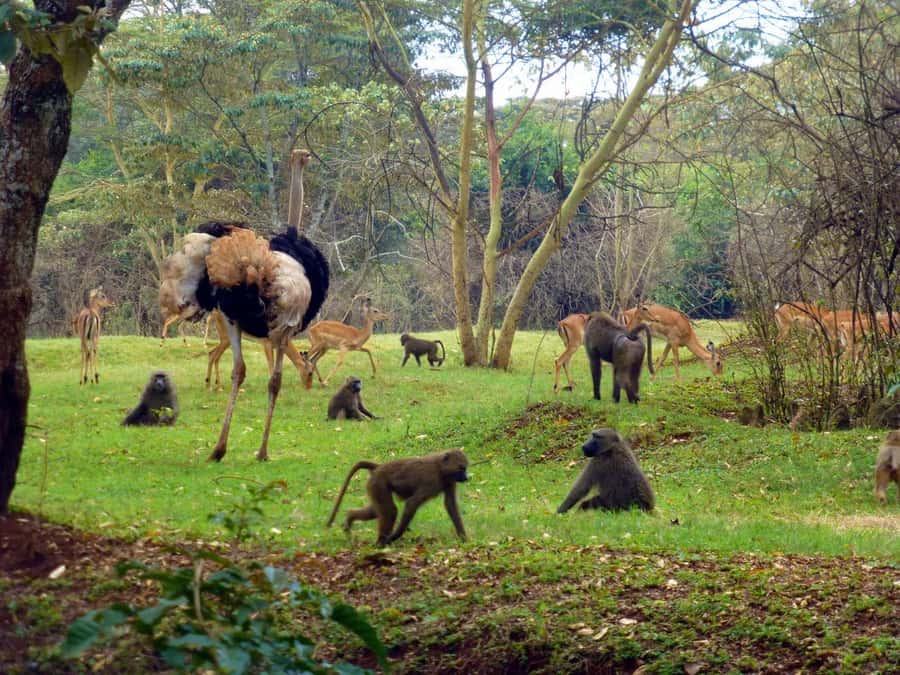 Nairobi Animal Orphanage, Safari Walk, Giraffe Ctr & Bomas - Practical advice for a smoother visit