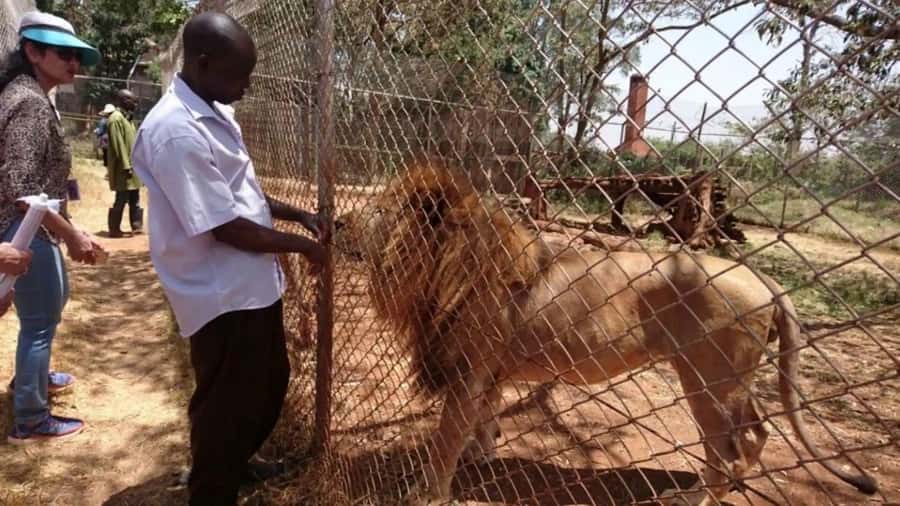Nairobi Animal Orphanage, Safari Walk, Giraffe Ctr & Bomas - Starting with pickup in Nairobi County