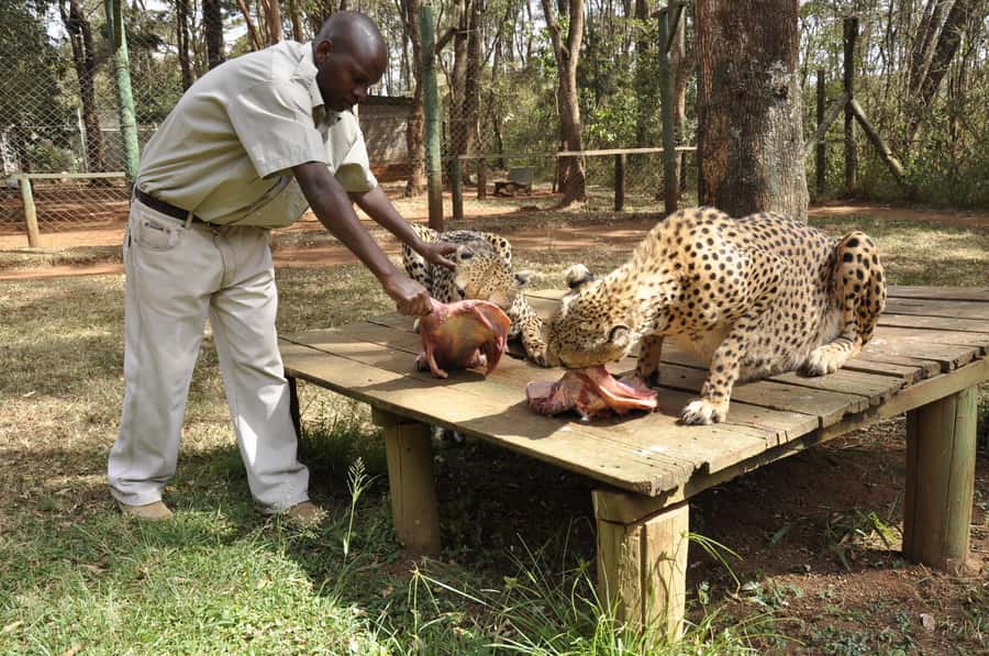 Nairobi Animal Orphanage, SafariWalk and Kenya Bomas Tour - Starting at 8am with Nairobi wildlife