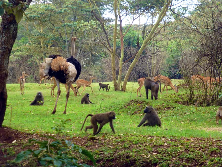 Nairobi Animal Orphanage, SafariWalk and Kenya Bomas Tour - Lunch before the cultural afternoon