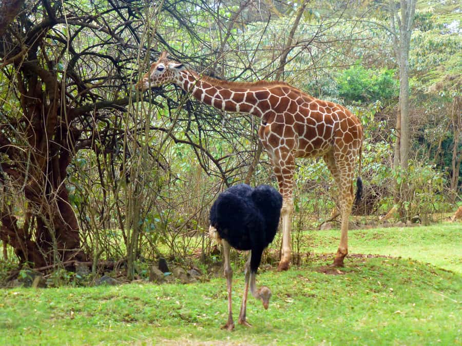Nairobi Animal Orphanage, SafariWalk and Kenya Bomas Tour - Is $265 a fair price?