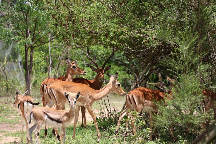 Nairobi: ATV/Quad Bike Wildlife Safari with Transfers & meal - Leaving Nairobi for Machakos County