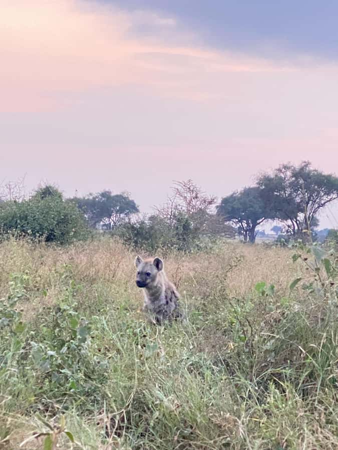 Nairobi: ATV/Quad Bike Wildlife Safari with Transfers & meal - What $190 buys you