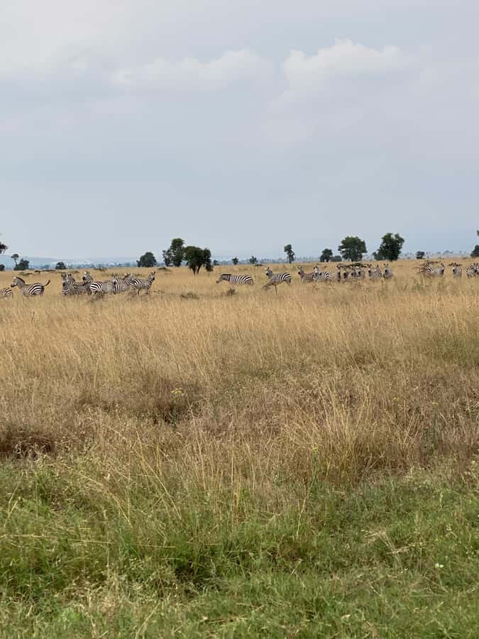 Nairobi: ATV/Quad Bike Wildlife Safari with Transfers & meal - Should you book the Nairobi quad safari?