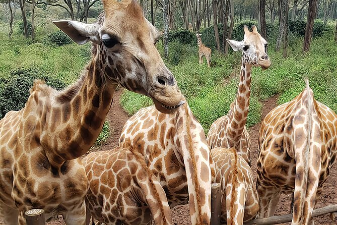 Nairobi city sights, Giraffe Encounters and Bomas Kenya Tour - Feeding giraffes at the Giraffe Centre