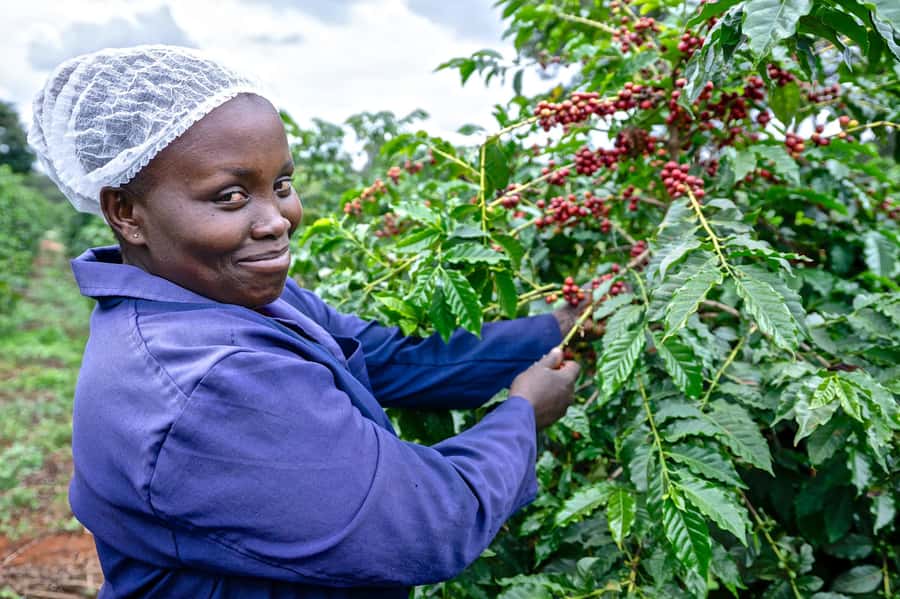 Nairobi: Coffee Factory and Farm Tour with Transfer - Seeing coffee before it becomes a bean