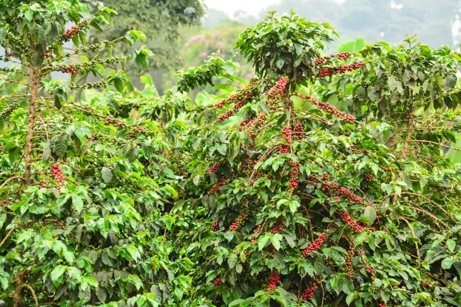 Nairobi: Coffee Factory and Farm Tour with Transfer - The guides and drivers shape the experience