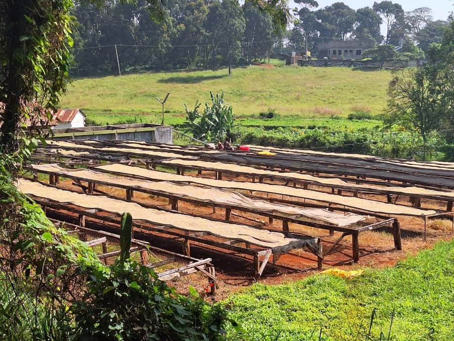 Nairobi Coffee Farm and Factory Tour - Arriving in Kiambu County