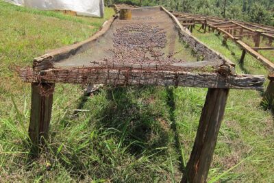 Nairobi Coffee Farm and Factory Tour