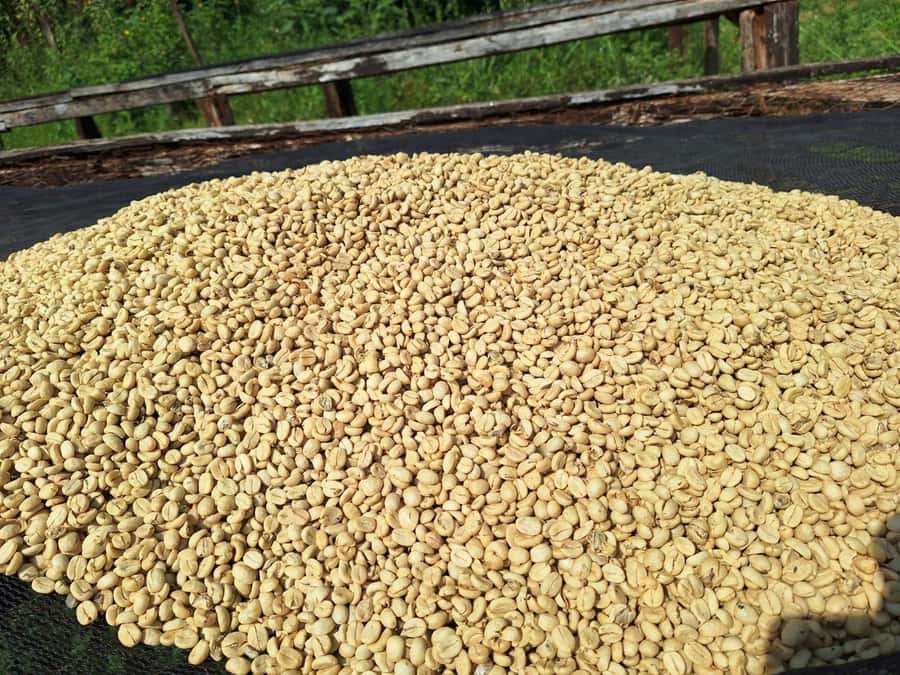 Nairobi: Coffee farm tour with pick up - The coffee story begins in Fairview’s fields