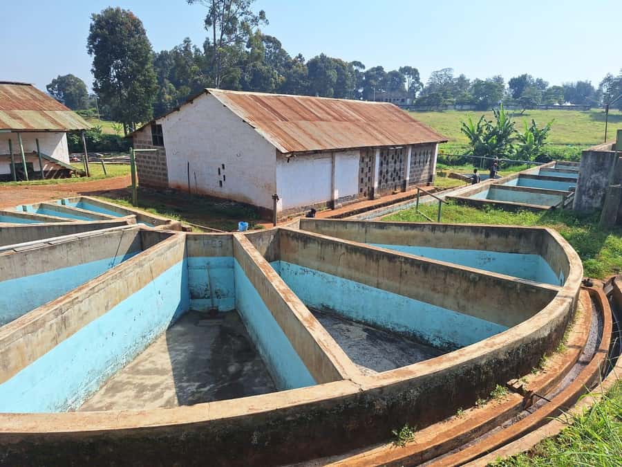 Nairobi: Coffee farm tour with pick up - Tasting Kenyan coffee by flavor note