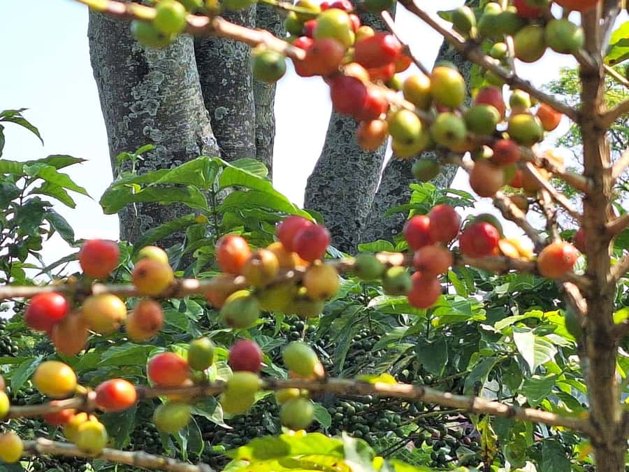 Nairobi: Coffee farm tour with pick up - The 9:00 AM pickup needs better coordination