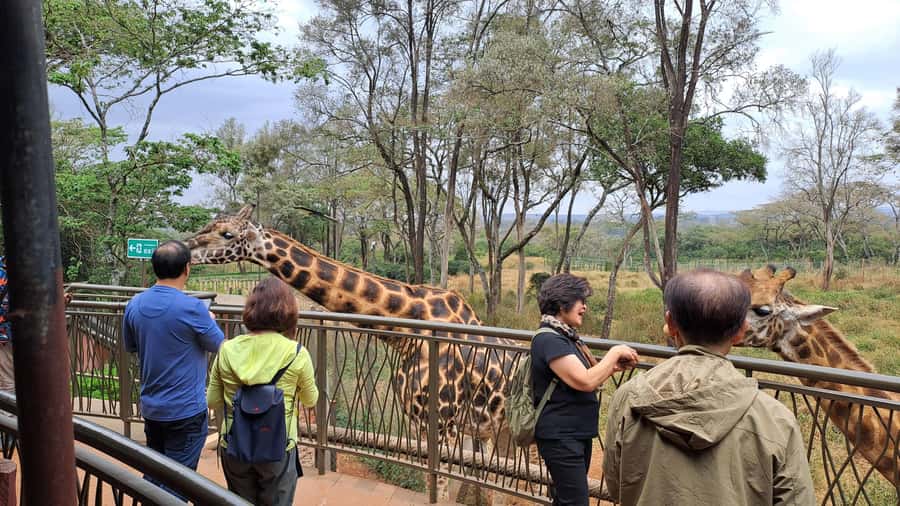 Nairobi:David Sheldrick Elephant Orphanage & Giraffe Center - Key things to know before you book