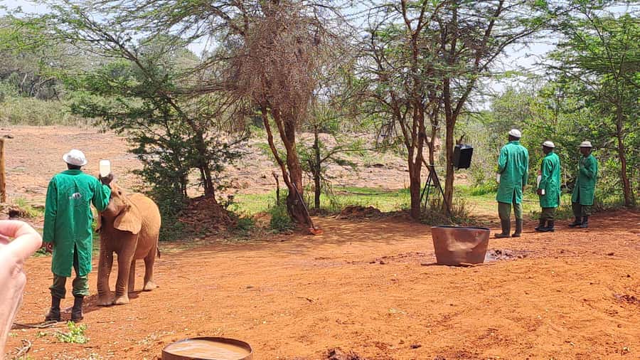 Nairobi:David Sheldrick Elephant Orphanage & Giraffe Center - Transport, pickup, and the risk of Nairobi traffic