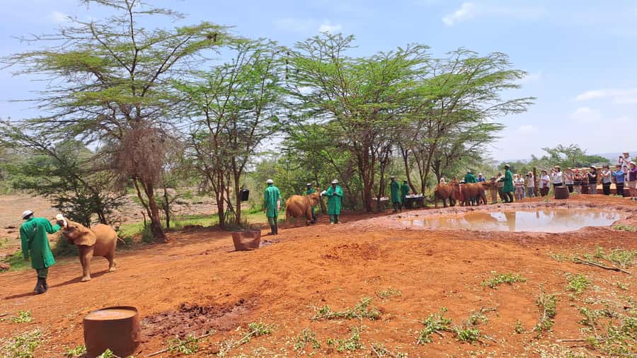 Nairobi:David Sheldrick Elephant Orphanage & Giraffe Center - A private tour with practical limits