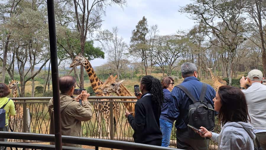 Nairobi:David Sheldrick Elephant Orphanage & Giraffe Center - The Giraffe Center and its close-up encounter