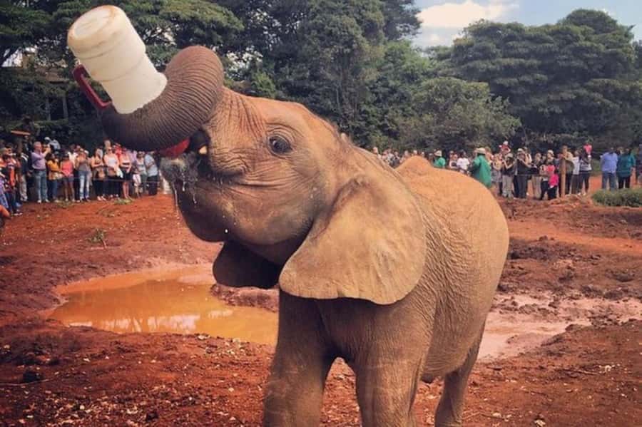 Nairobi: David Sheldrick Elephant Orphanage Visit - Why this one-hour visit matters