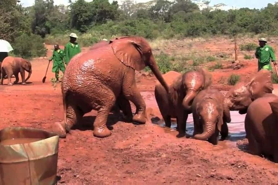 Nairobi: David Sheldrick Elephant Orphanage Visit - Arriving for the 11:00 AM feeding