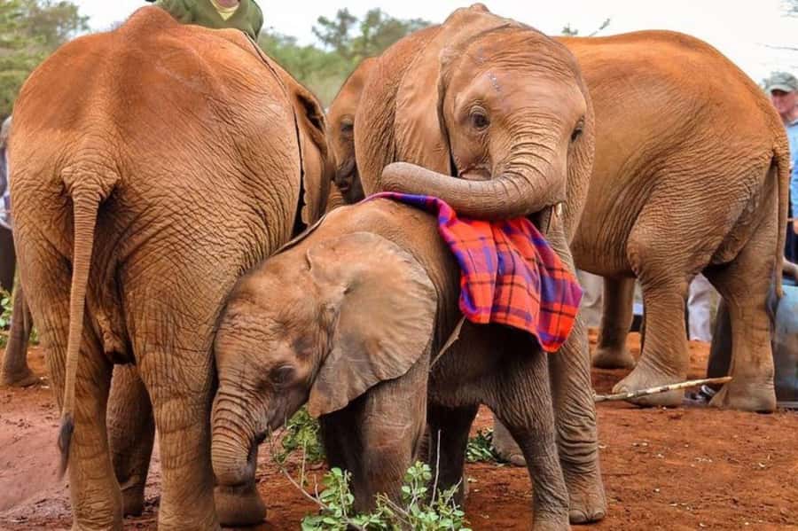 Nairobi: David Sheldrick Elephant Orphanage Visit - The conservation lesson behind the photos