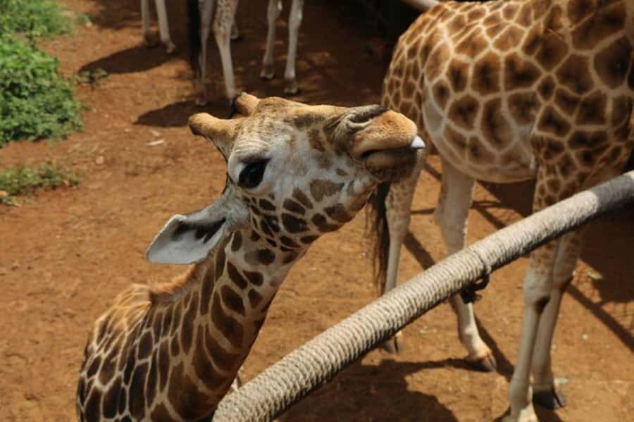 Nairobi: David Sheldrick Elephant Orphanage Visit - What the $85 price really covers