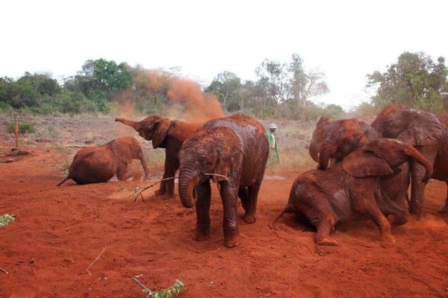 Nairobi: David Sheldrick Elephant Orphanage Visit - Getting from your Nairobi hotel to the trust
