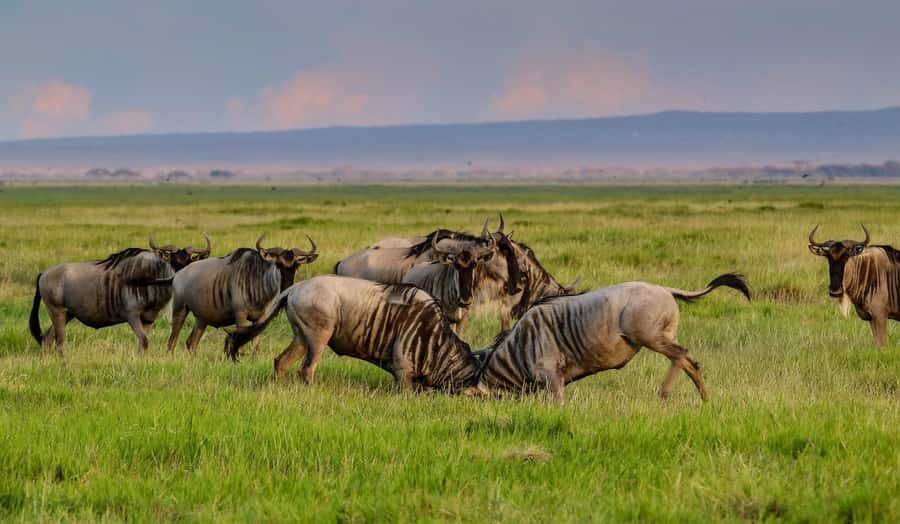 Nairobi: Day Tour to Amboseli National Park & Maasai Village - What makes this Amboseli day trip worth considering
