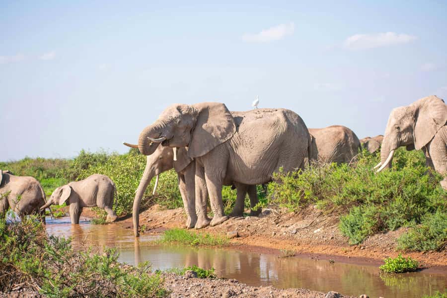 Nairobi: Day Tour to Amboseli National Park & Maasai Village - The real cost: $75 is only the starting point