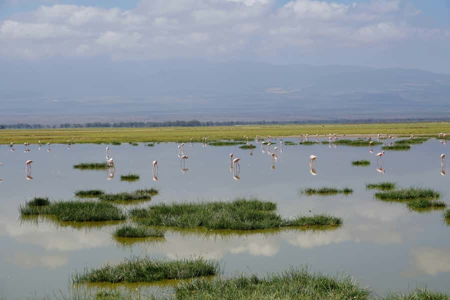 Nairobi: Day Tour to Amboseli National Park & Maasai Village - Entering Amboseli National Park for a five-hour game drive