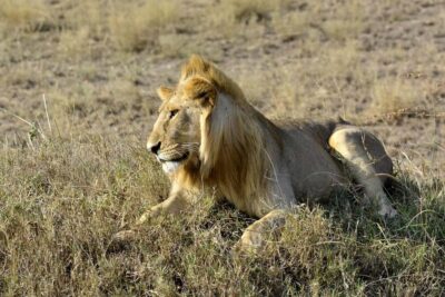 Day Tour to Amboseli National Park & Maasai Village
