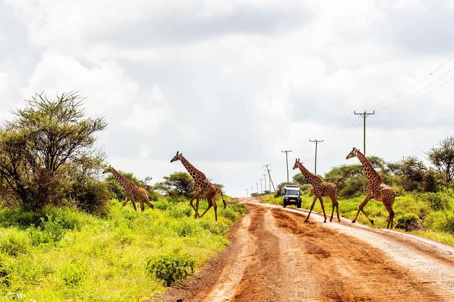 Nairobi: Day Tour to Amboseli National Park & Maasai Village - Photographing elephants beneath Kilimanjaro