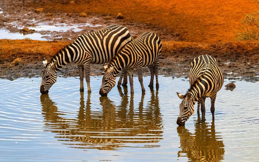 Nairobi: Day Tour to Amboseli National Park & Maasai Village - Lunch: useful break, uneven value