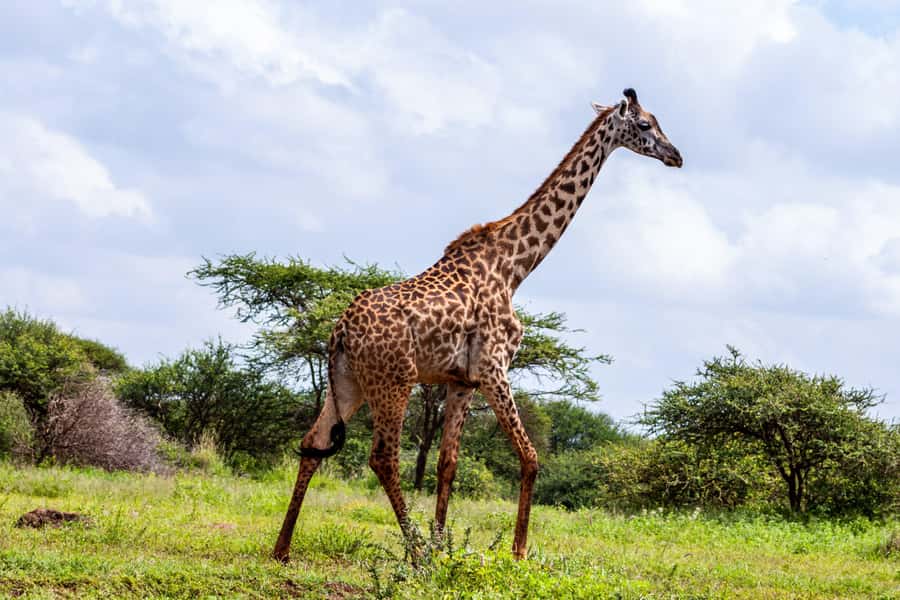 Nairobi: Day Tour to Amboseli National Park & Maasai Village - Who should book this Amboseli tour?