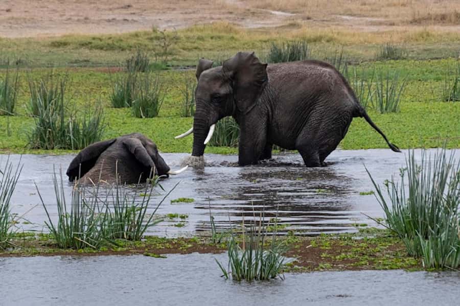 Nairobi: Day Trip to Amboseli National Park - The 6:00 AM departure from Nairobi