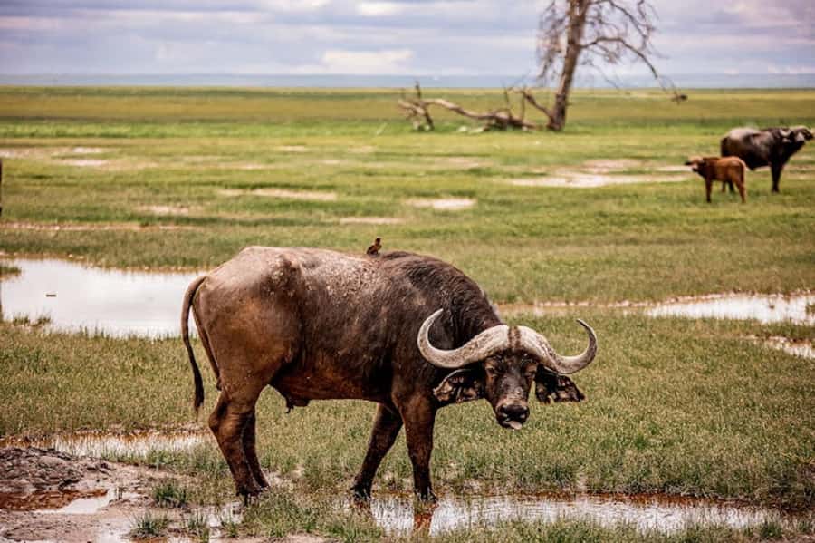 Nairobi: Day Trip to Amboseli National Park - The morning game drive and Amboseli’s elephants