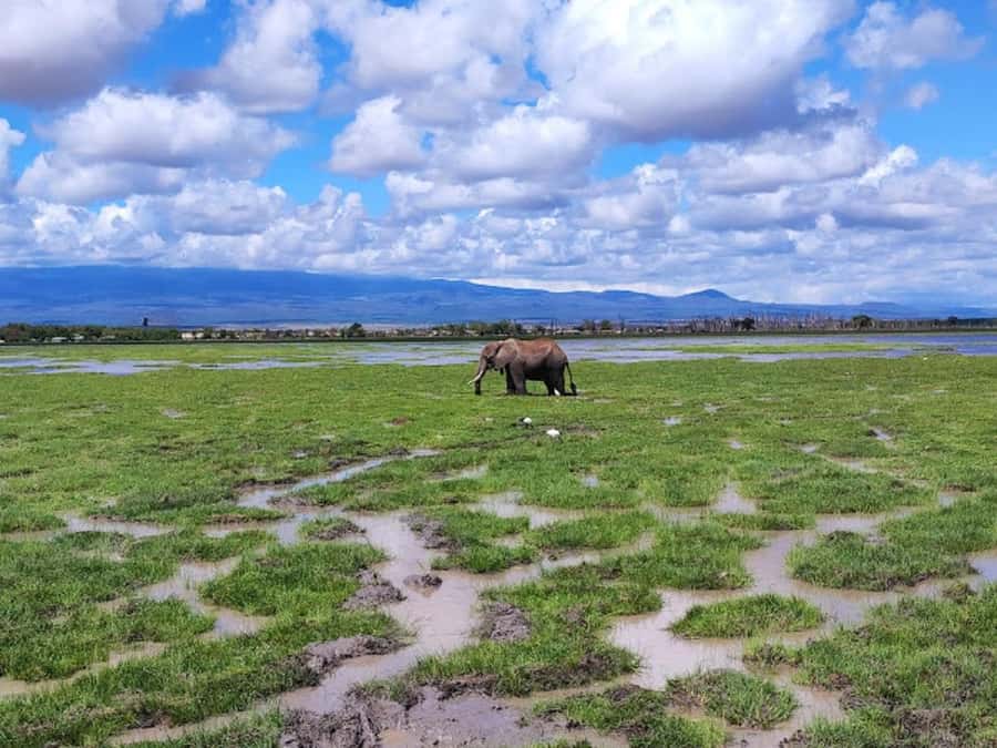 Nairobi: Day Trip to Amboseli National Park - The afternoon game drive through marshland