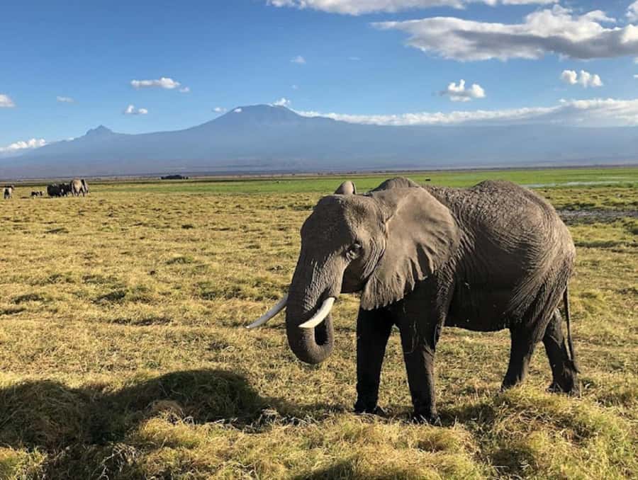 Nairobi: Day Trip to Amboseli National Park - Optional Maasai village visit for $30