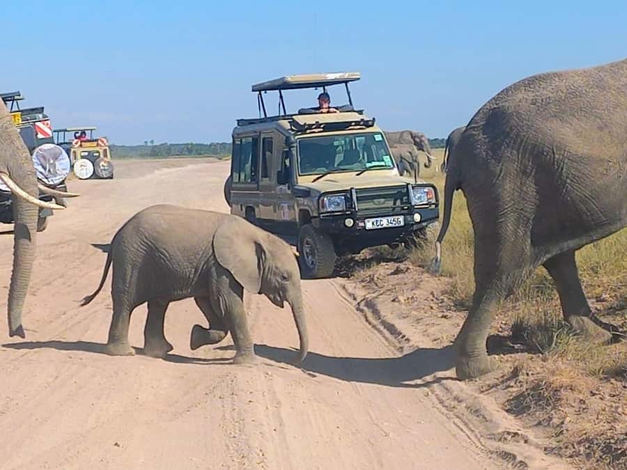 Nairobi:Day trip to Amboseli National park & Maasai village - Key points to know before you book
