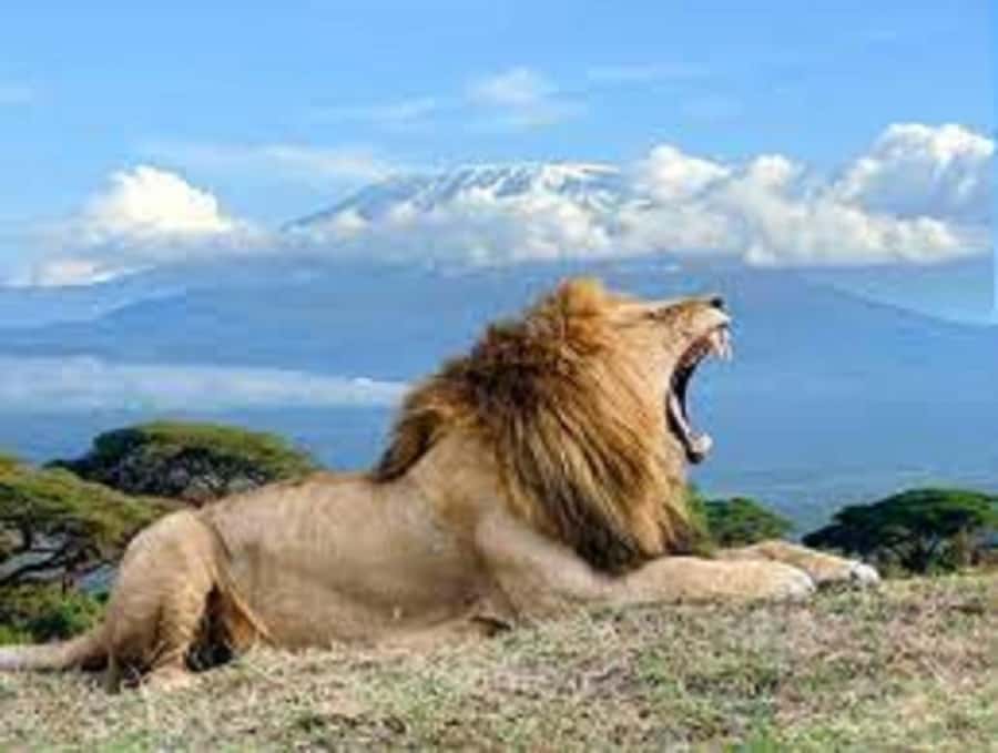 Nairobi:Day trip to Amboseli National park & Maasai village - Small details that make the day easier