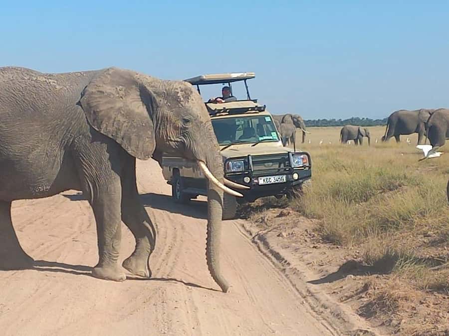 Nairobi:Day trip to Amboseli National park & Maasai village - Why Amboseli makes a strong one-day safari