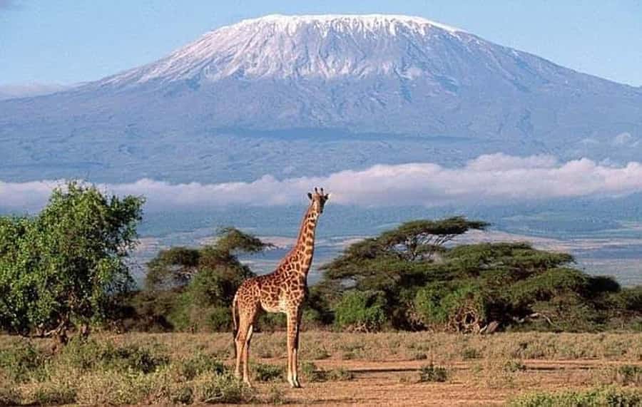 Nairobi:Day trip to Amboseli National park & Maasai village - The long road from central Kenya to Amboseli