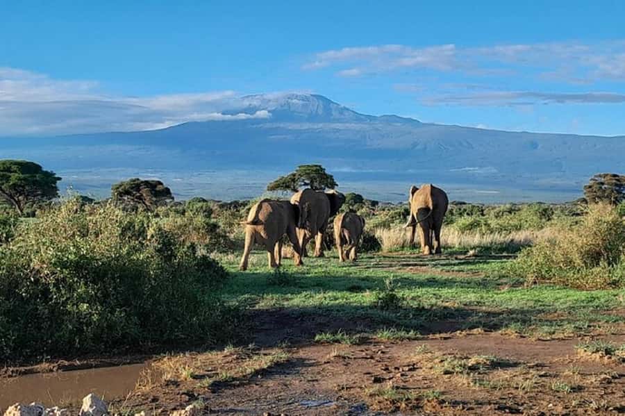 Nairobi:Day trip to Amboseli National park & Maasai village - A realistic look at the Maasai village visit