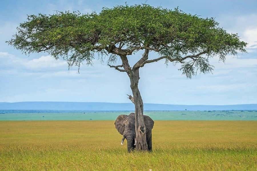 Nairobi:Day trip to Amboseli National park & Maasai village - Lunch, water, and the true cost