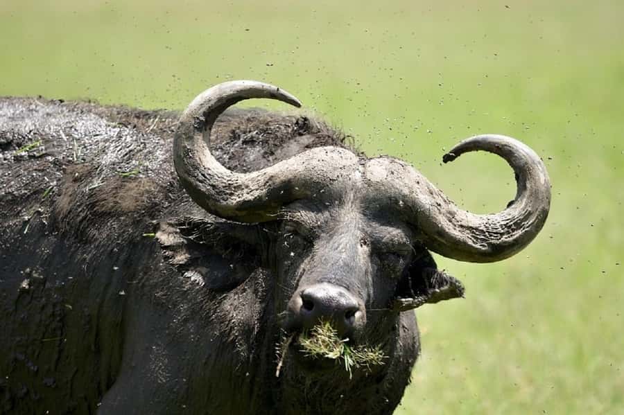 Nairobi:Day trip to Amboseli National park & Maasai village - What the guide adds to the day