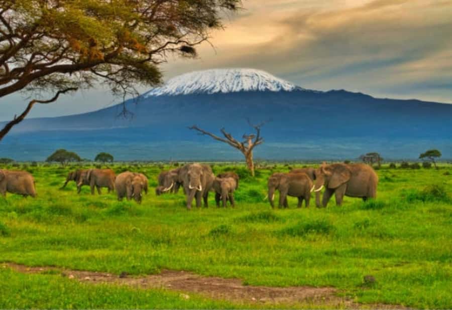 Nairobi:Day trip to Amboseli National park & Maasai village - Leaving Nairobi in a popup-roof safari van