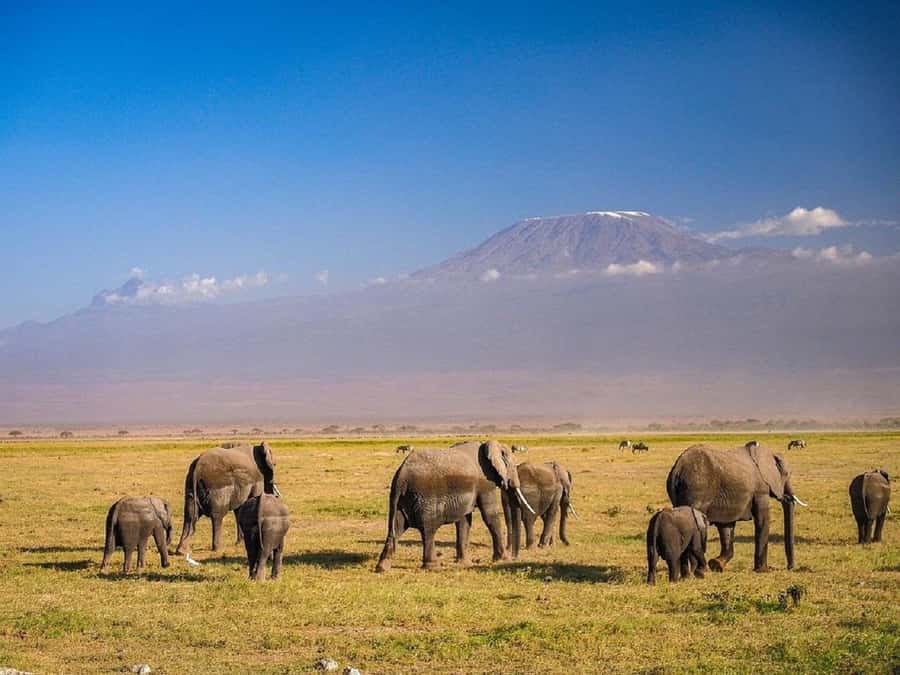 Nairobi: Day Trip to Amboseli National Park - Arriving at Amboseli around 10:00 AM