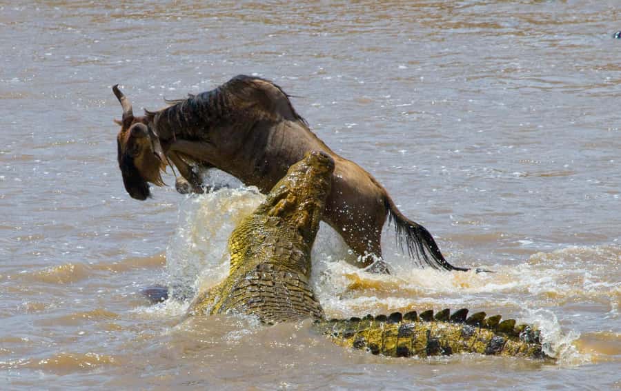 Nairobi: Day Trip to Maasai Mara Reserve & Maasai village - Why this Nairobi day trip makes sense