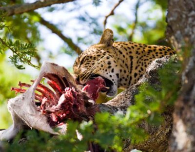 Day Trip to Maasai Mara Reserve & Maasai village