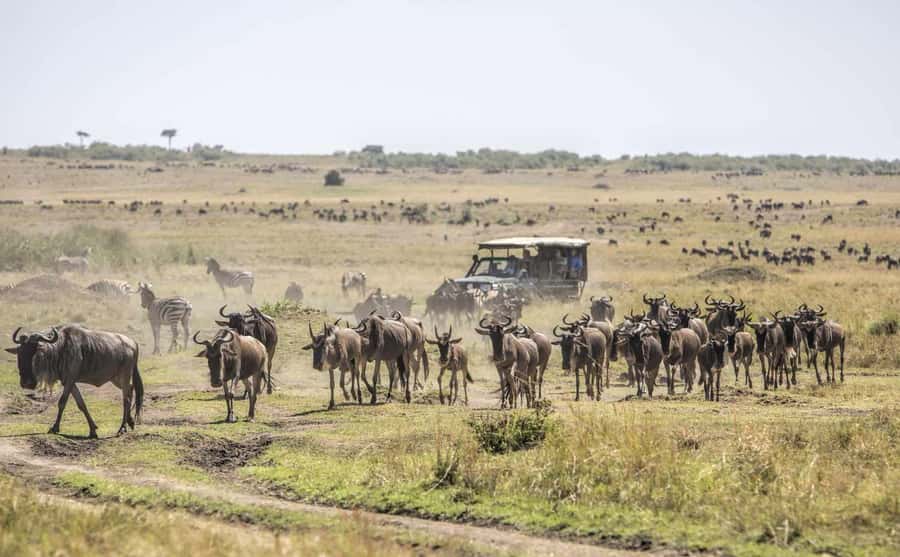 Nairobi: Day Trip to Maasai Mara Reserve & Maasai village - Picnic lunch inside the reserve