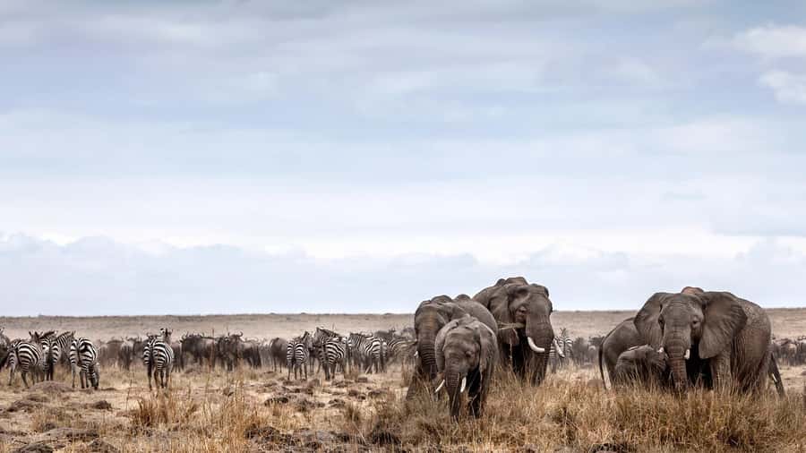 Nairobi: Day Trip to Maasai Mara Reserve & Maasai village - The afternoon game drive and wildlife odds