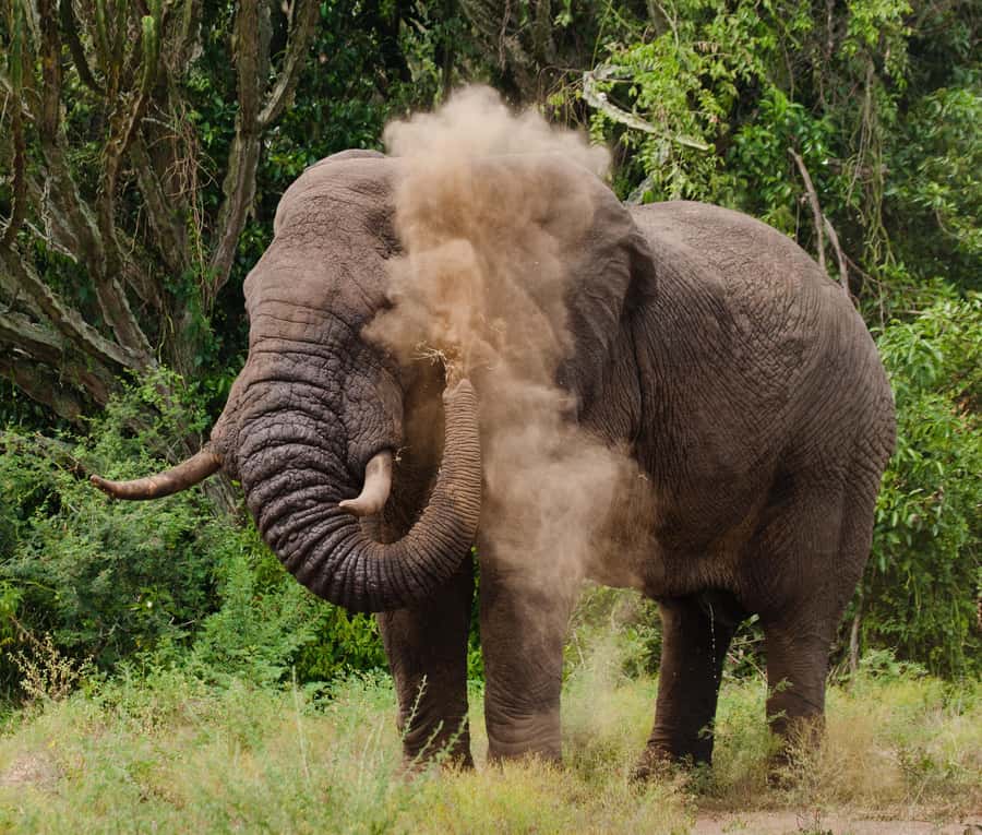 Nairobi: Day Trip to Maasai Mara Reserve & Maasai village - The optional Maasai village visit